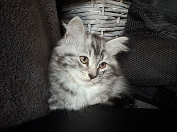 Uffel
