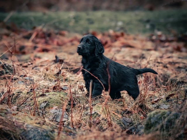 Flatcoated retriever