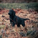 Flat Coated Retriever