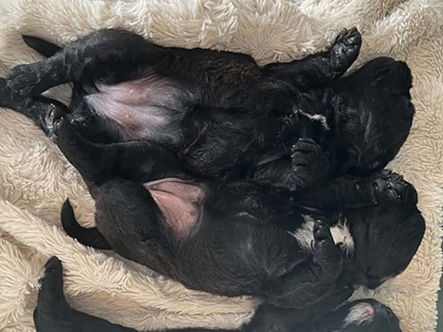 Fransk bulldog & puddel hvalpe. Uden bog