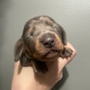 Dachshund