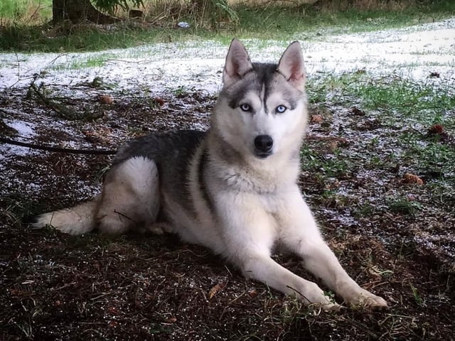 Siberian husky