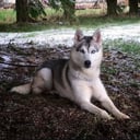 Siberian Husky
