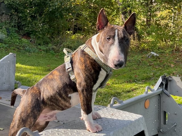 Miniature Bull Terrier