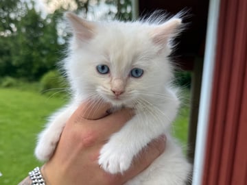 Ragdoll · Borås · Bellas