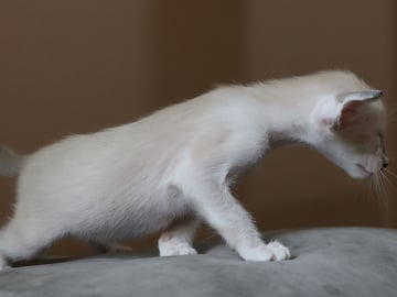 Oriental Adore Cattery