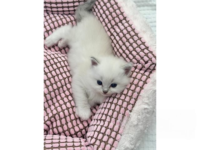 Ragdoll