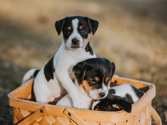 Dansk-svensk gårdhund