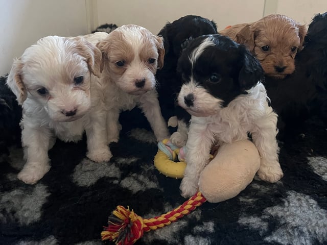 Cavapoo