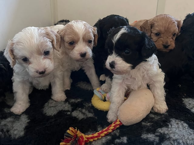 Cavapoo