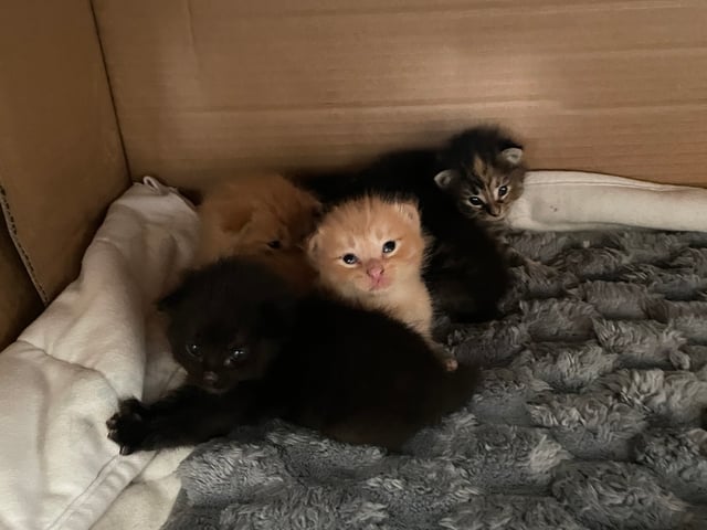 Norsk skogkatt/huskatt