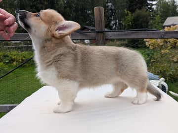 Welsh corgi pembroke · Braskereidfoss · Striolin