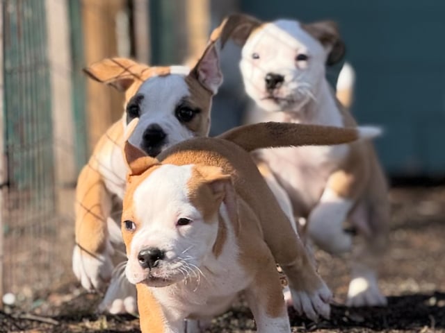 Continental Bulldog