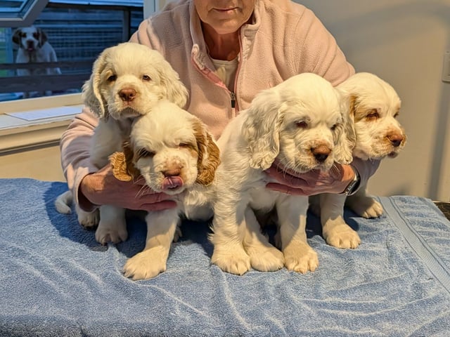 Clumber Spaniel