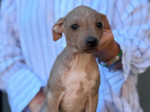 American Hairless Terrier