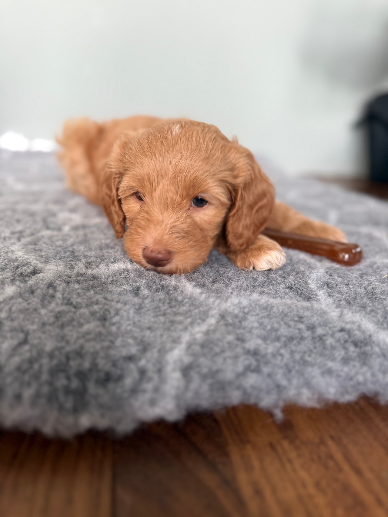 101 Labradoodles