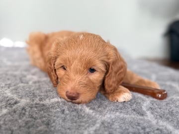 101 Labradoodles