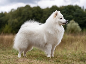 Danish Spitz