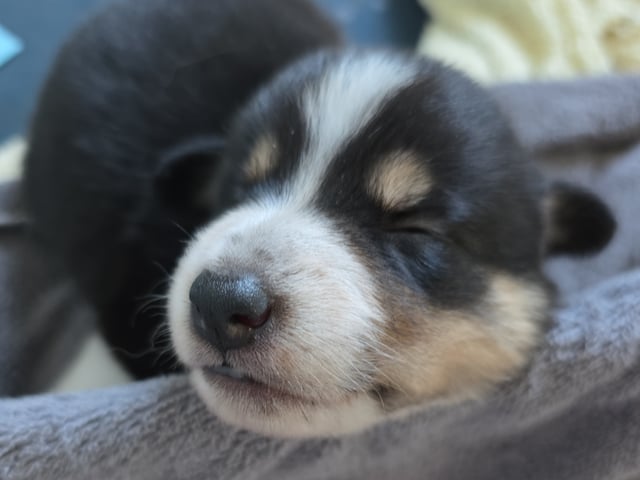 Border collie og shettland sheepdog miks