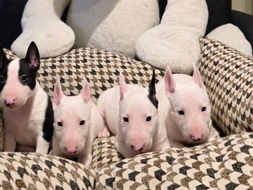 Miniature bull terrier · Sylling · Kinga György