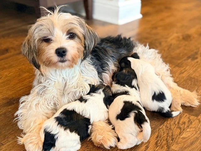Biewer terrier