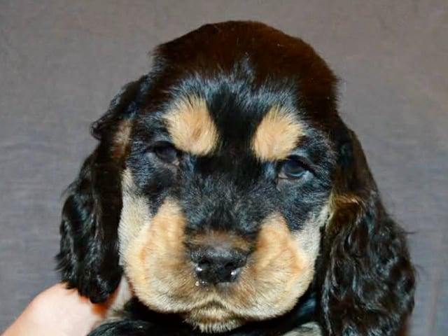 Cocker spaniel