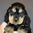 Cocker spaniel