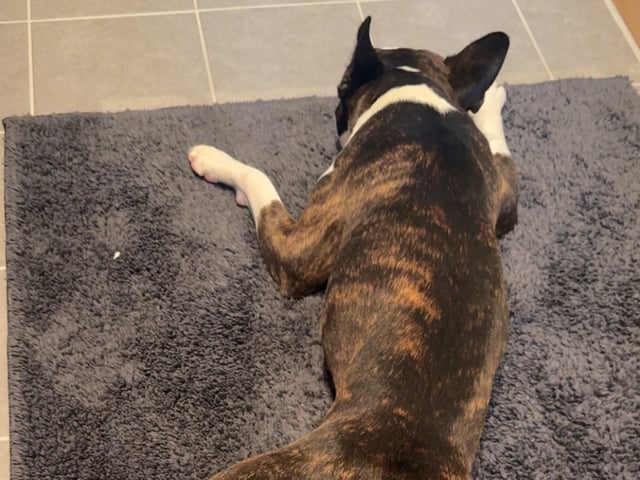 Boston terrier