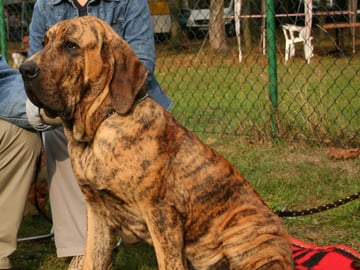 Fila brasileiro