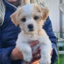 Blandras Bichon havanais(pappa)/lhasa apso/jackrussel (mamma)
