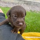 Labrador Retriever