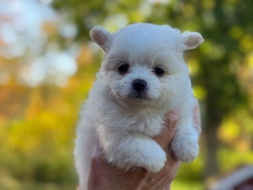Pomchi · Vikbolandet · Bodil A.