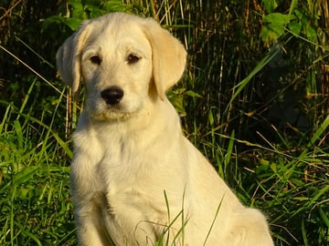 Obelix