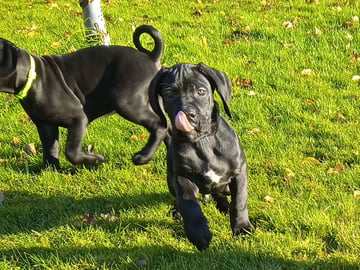 Cane corso · Dala-järna · Monika