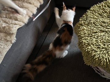 Wikslynx