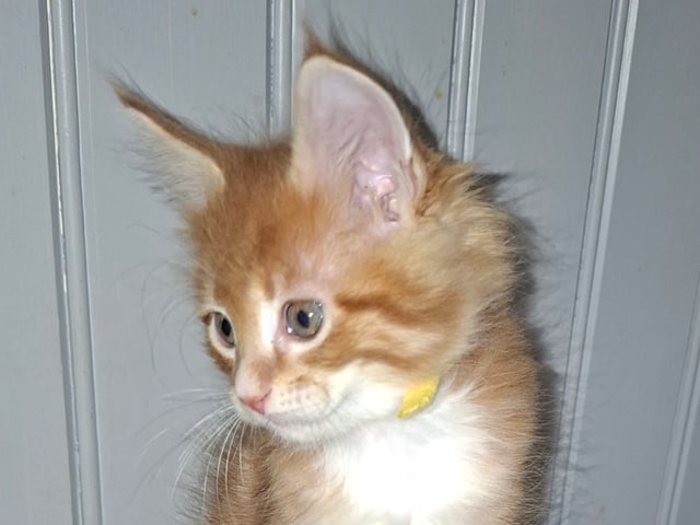 Kattunge: Hane 3