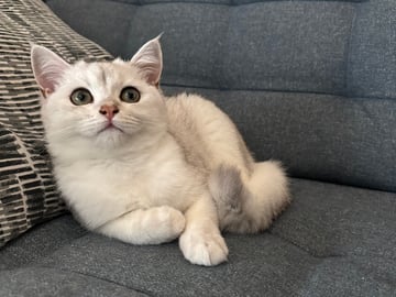 Pillow
