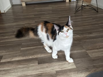 Wikslynx