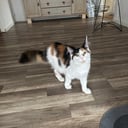 Maine Coon