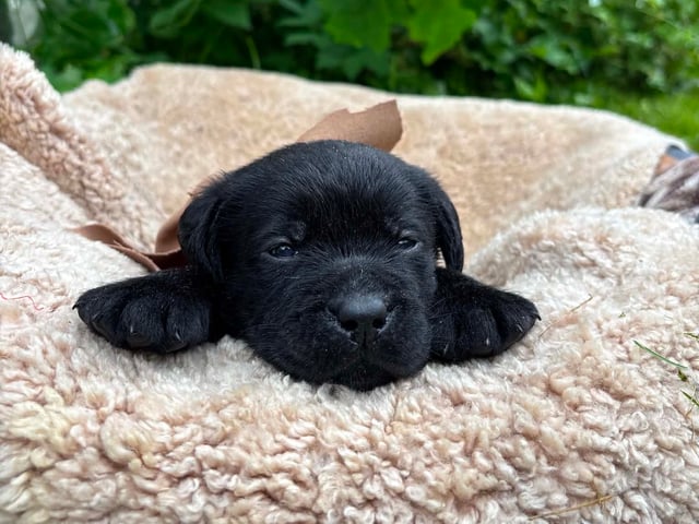 Labrador retriever · Svorkmo · Lyonette