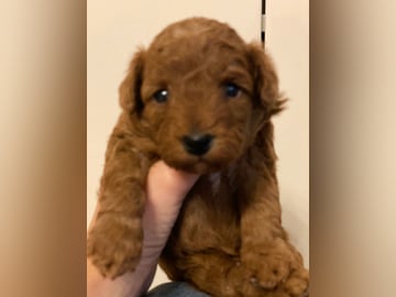 Cavapoo · Uppsala · Maria N.