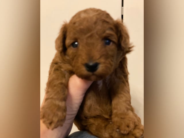 Cavapoo