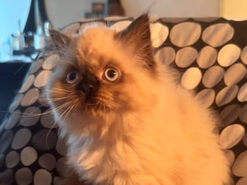 Ragdoll · Varberg · Abdulelah A.