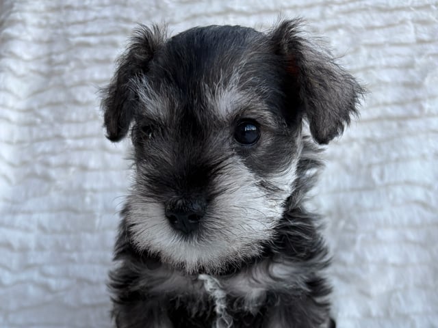 Puppy: Encalnas' Doris