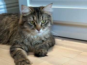 Petit Pavot