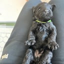 Kerry Blue Terrier
