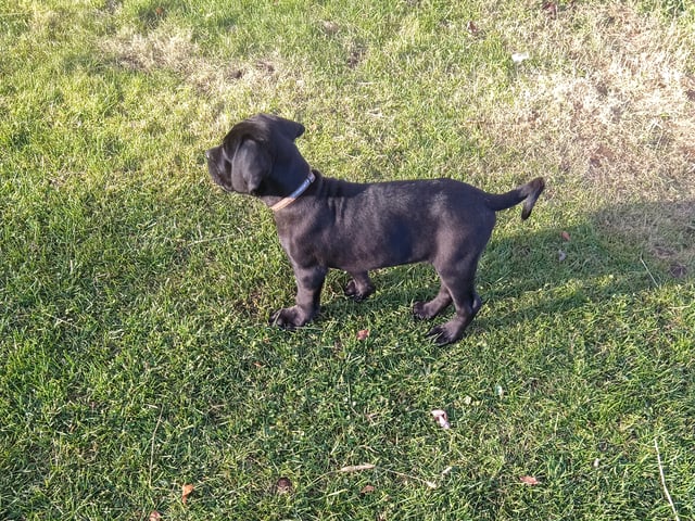 valp: Fergus