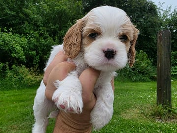 Amerikansk cockerspaniel Kavaljer King Charles Spaniel · Lövstabruk · Irene M.