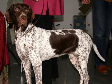 Old Danish Pointing Dog