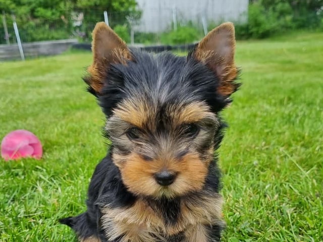 Yorkshire terrier